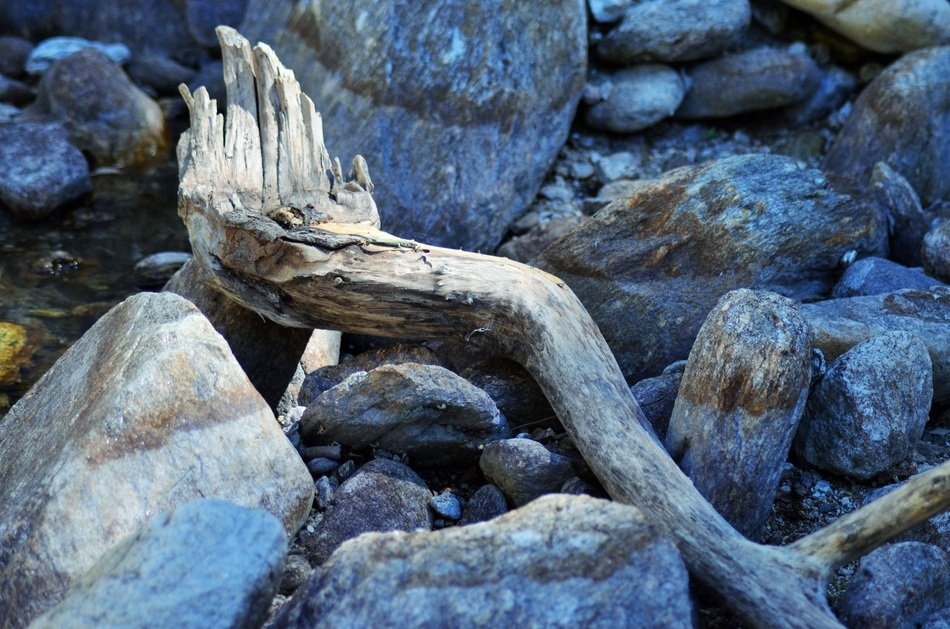 Wood Branch Deadwood Water