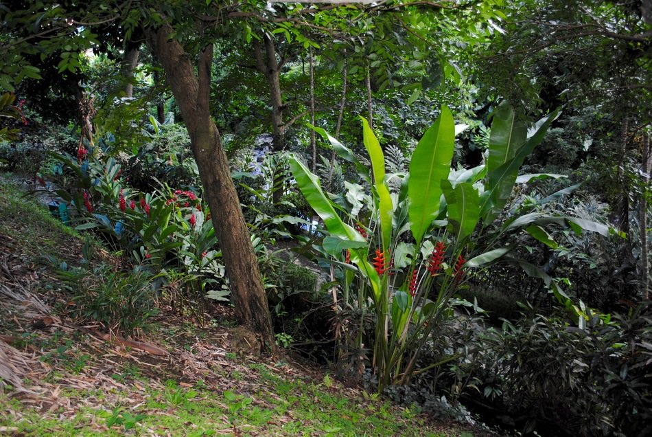 green forest Grenada Caribbean Island