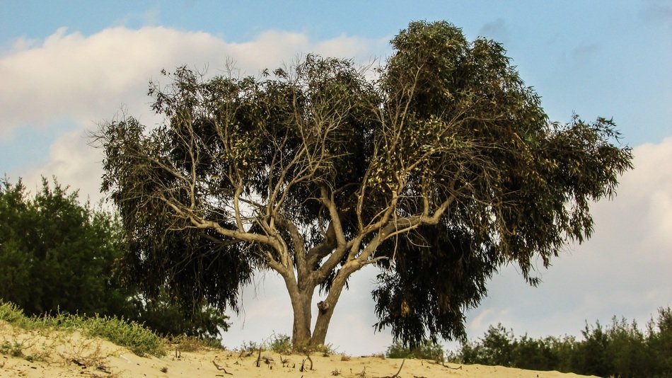 big tree on sand in nature in cyprus