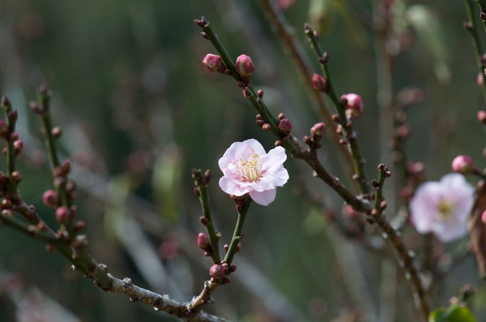 flowering peach branches with buds closeup