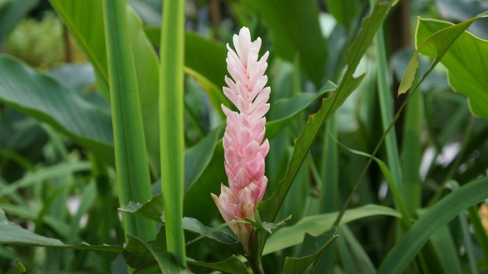 pink flower in Singapore
