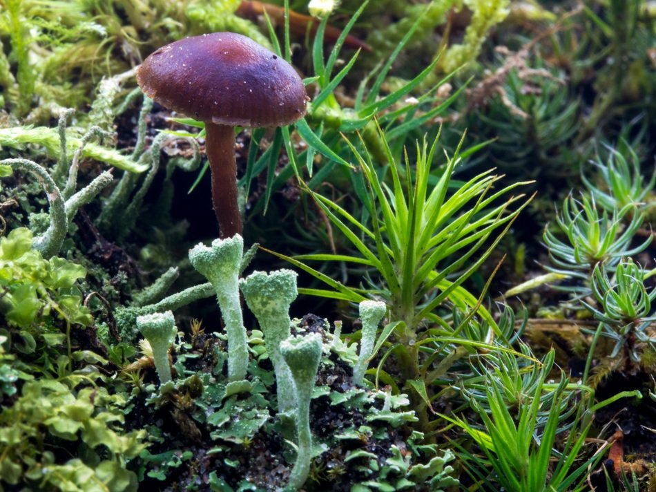purple mushroom on the forest floor