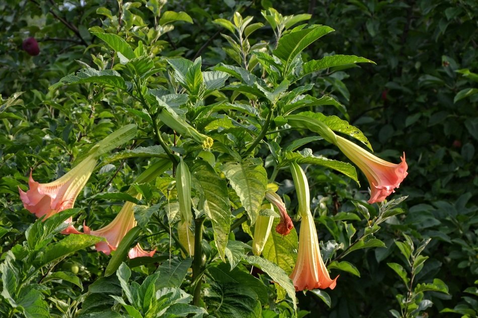 shrub of angel trumpet