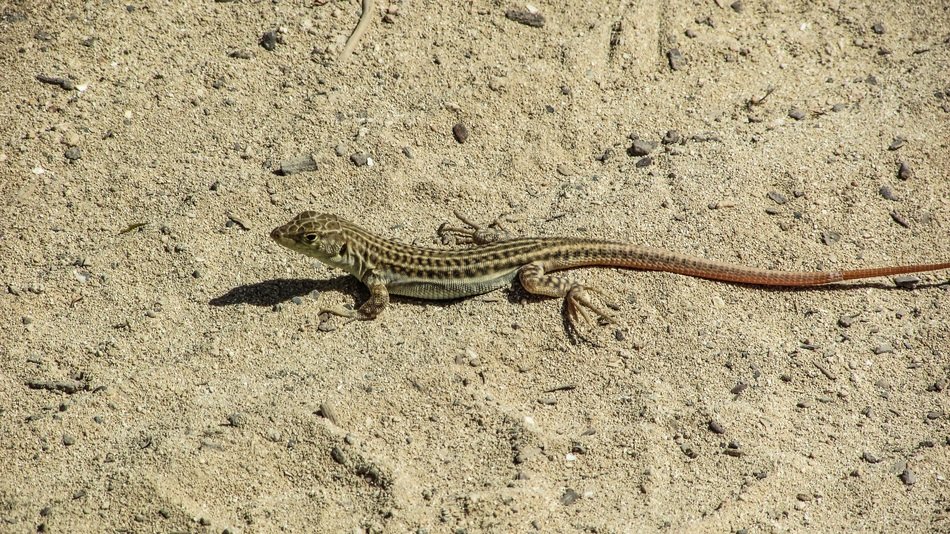 Acanthodactylus Schreiberi in the sand closeup