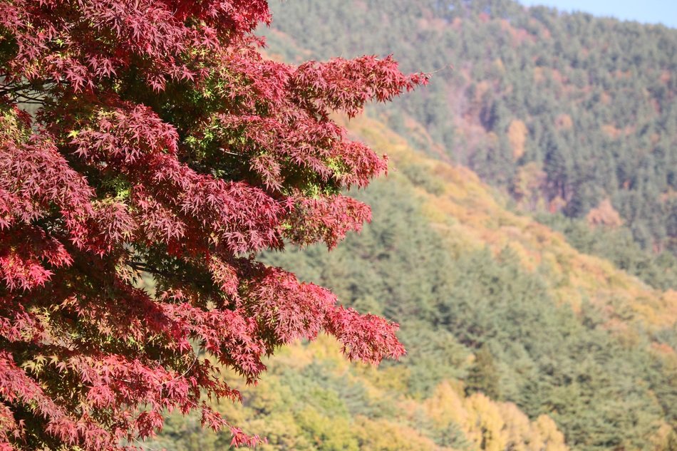 tree with red leaves on a mountain in japan