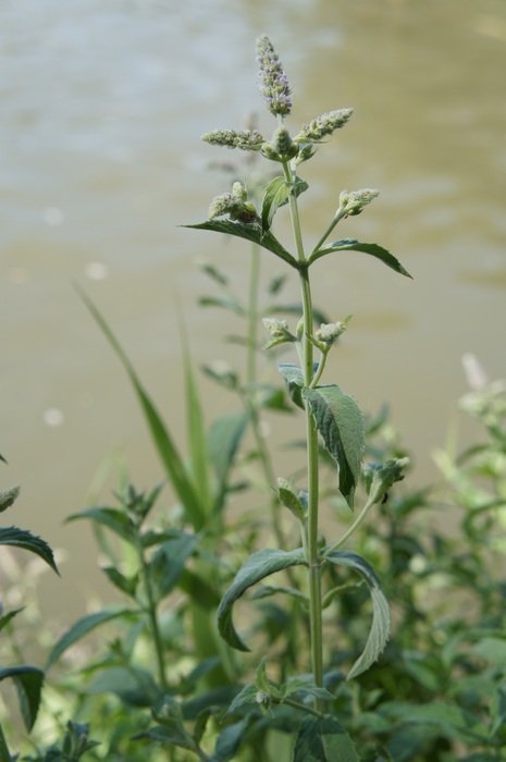 green mint on the shore of the pond