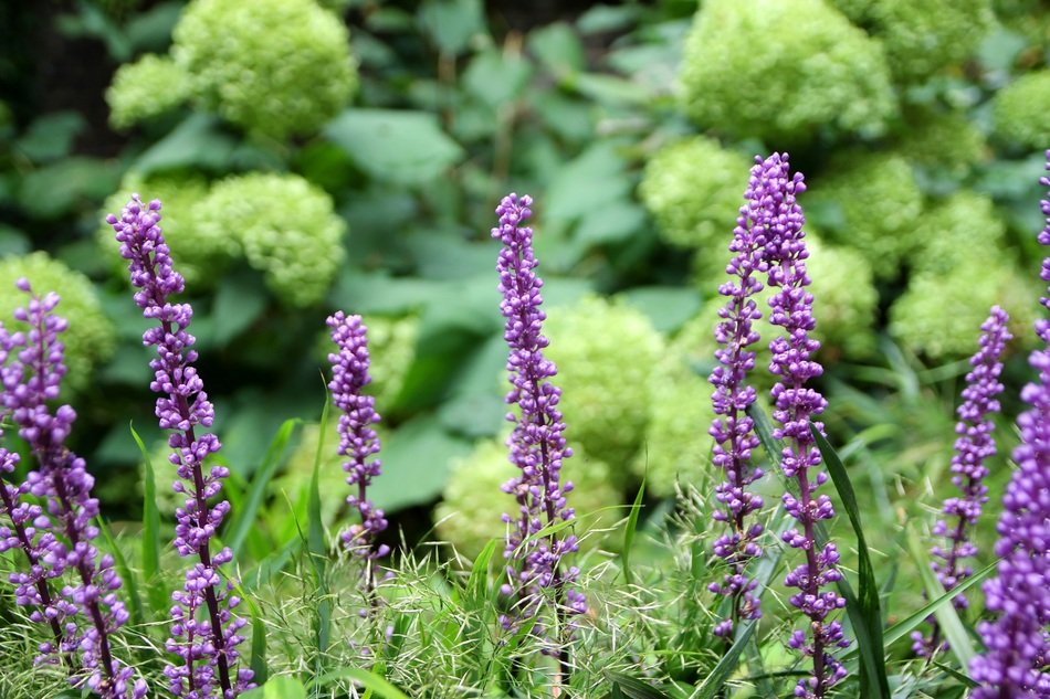 breathtaking Purple Lavender