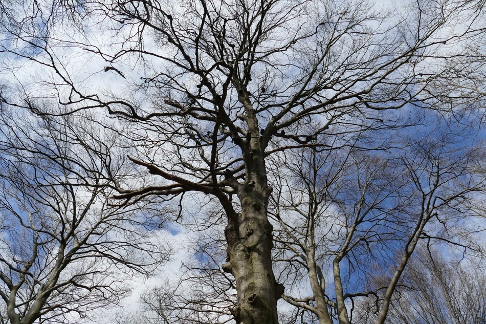 tree on a background of white clouds in the sky