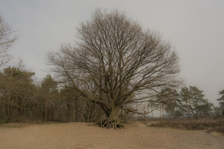 Tree Sand Trees Nature Forest