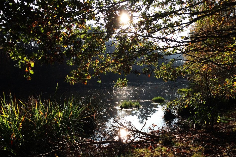 river among the forest, noord brabant, netherlands