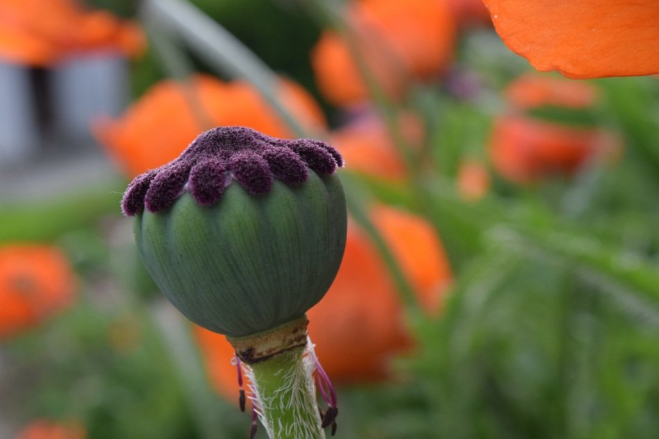 pleasant Poppy Bud