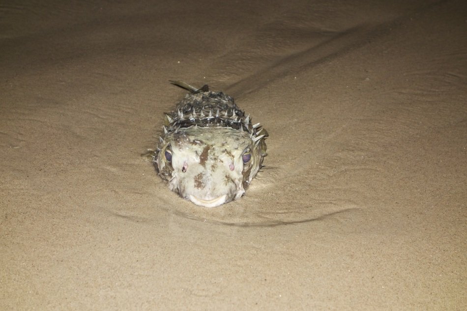 Picture of spiky Fish in ocean