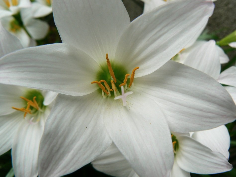 extraordinary Garden Flower