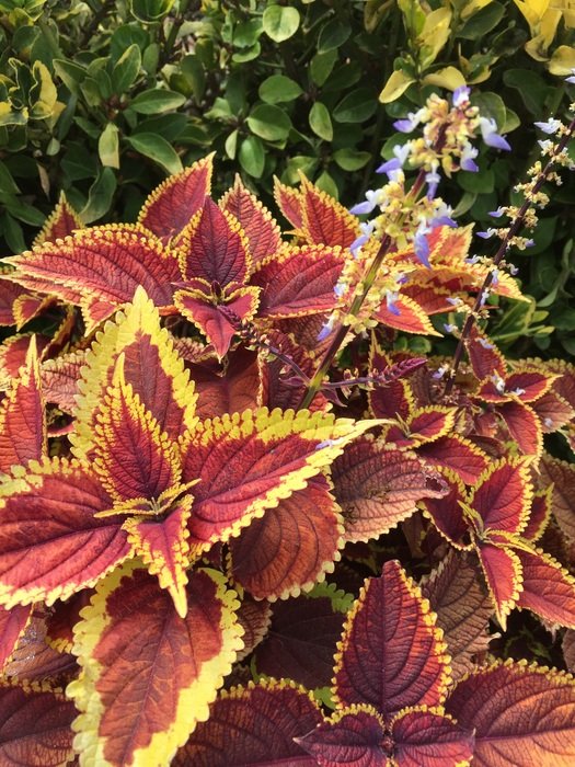Picture of the yellow and red Plants in a forest in Australia