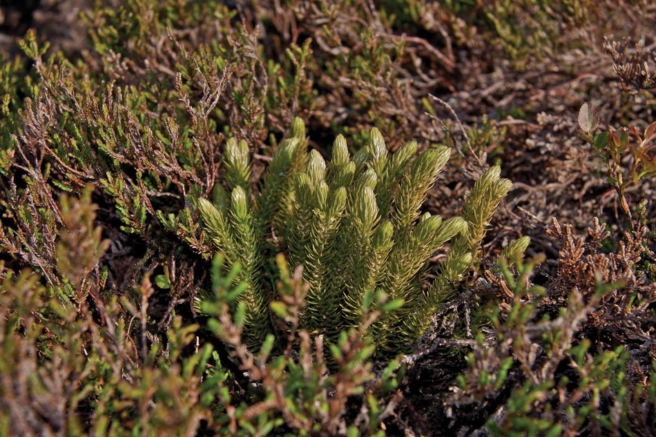 bush of northern firmoss