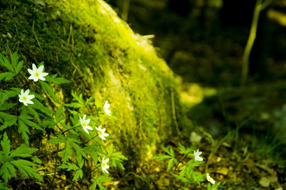 Green moss in the green forest