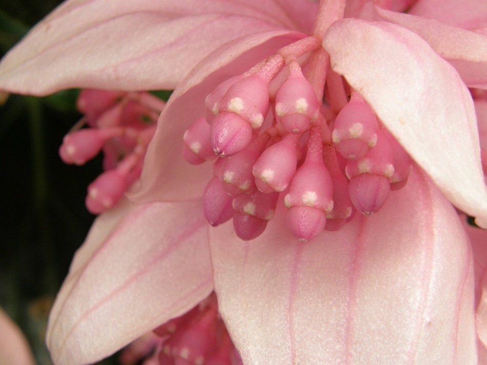 Exotica Pink Flower