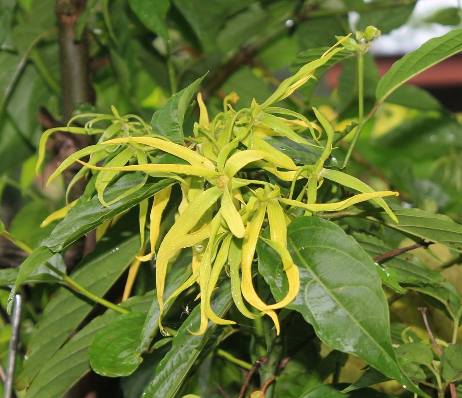 ylang-ylang flower in the meadow