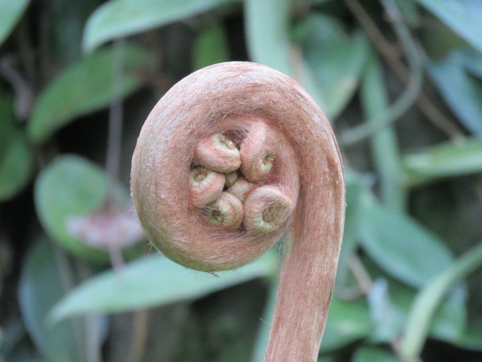 curly fern sprout