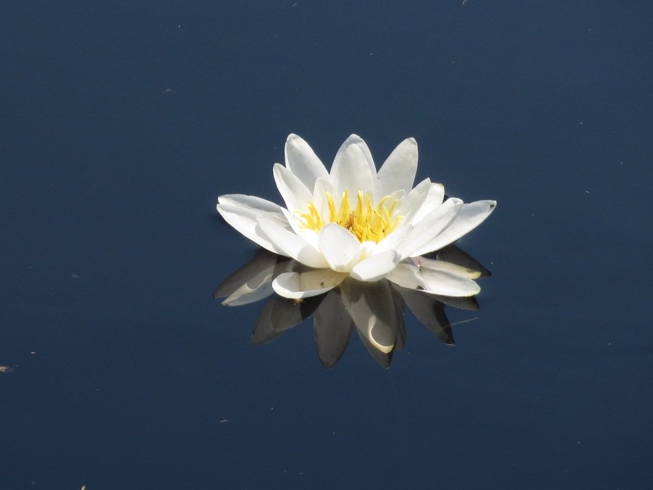 white Water Lily Flower on deep blue water
