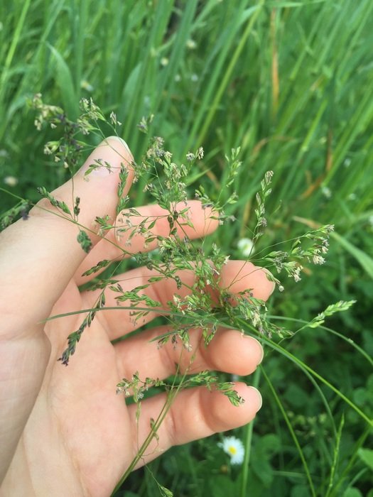 Field Grass and