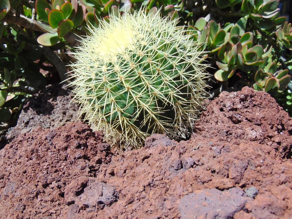 cactus in the garden under the bright sun