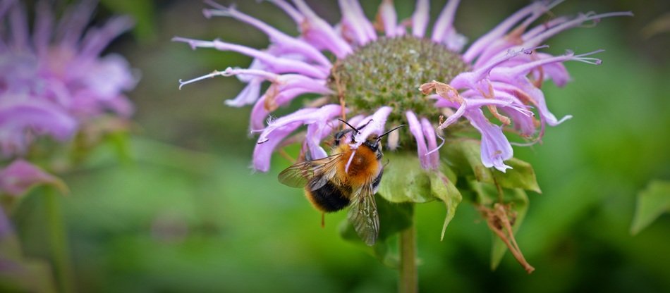 Monarda Didyma flower