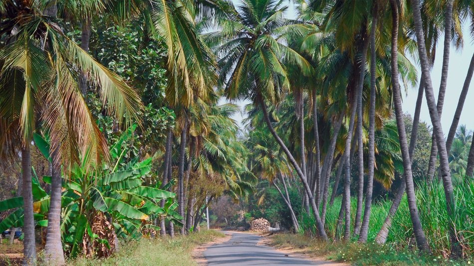 path among coconut trees