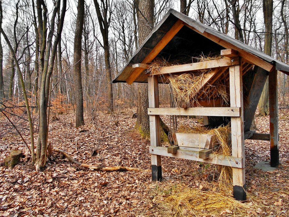 feed gazebo for animals in the forest
