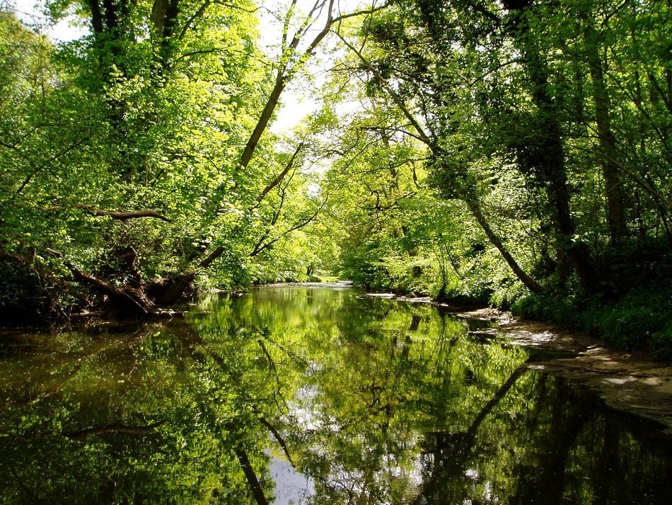 river in the forest as decoration