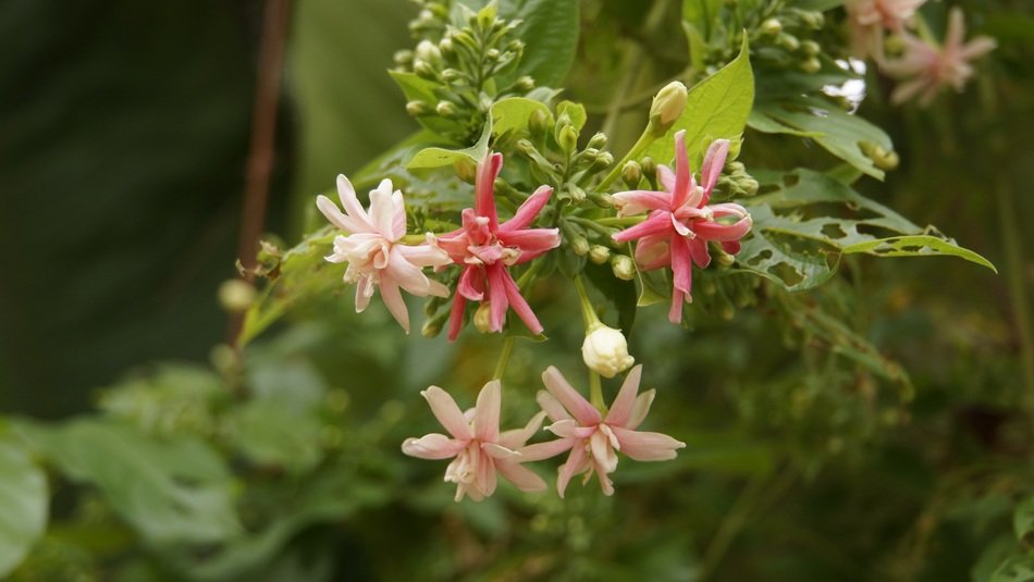 flowers like fingernail