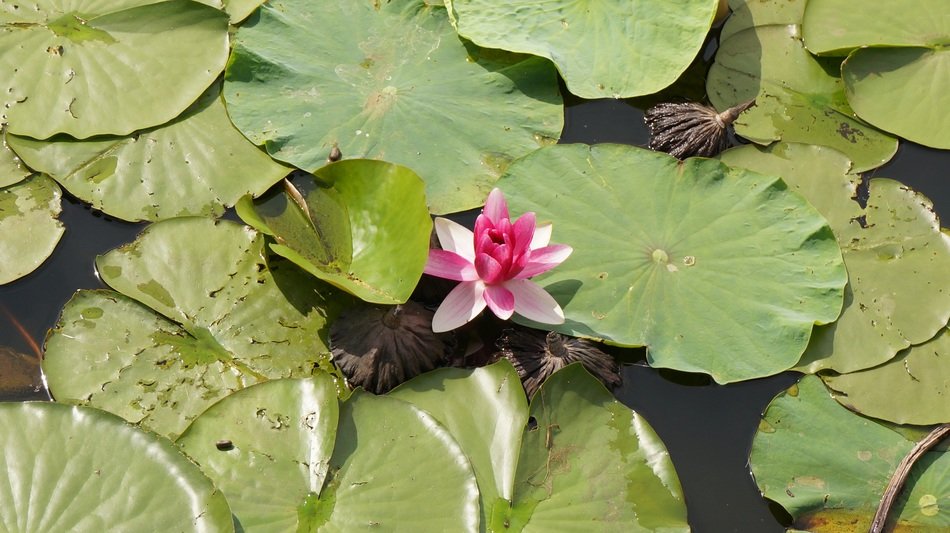 lonely lotus flower in the pond