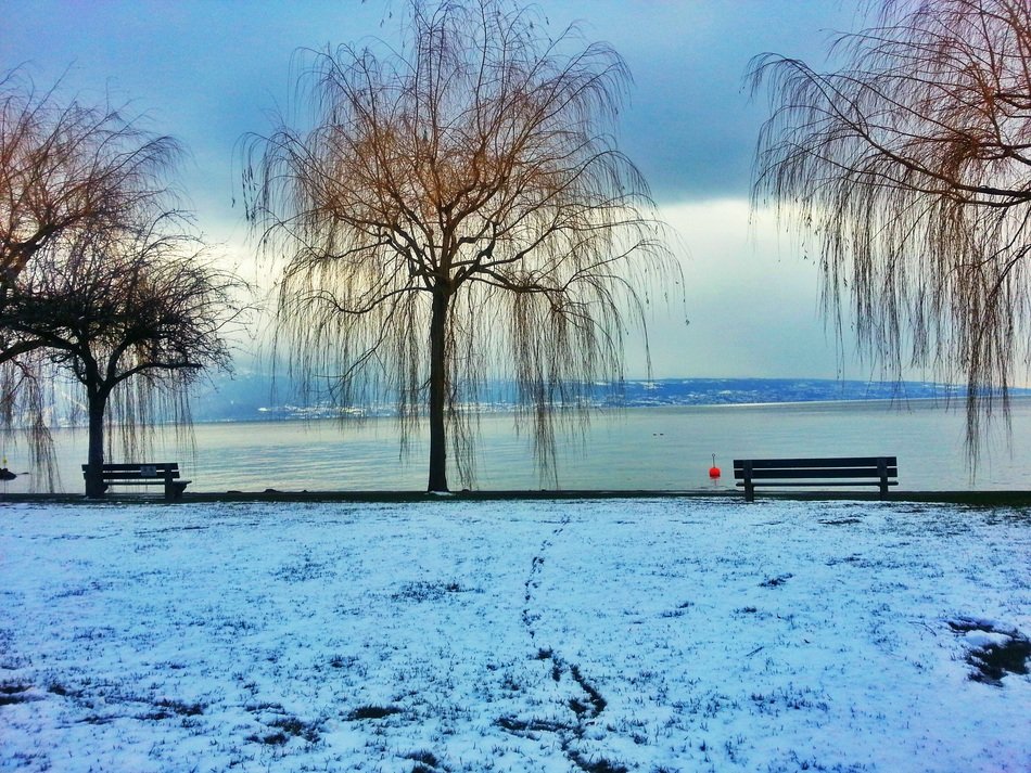 row of willows at Lake, Winter Landscape