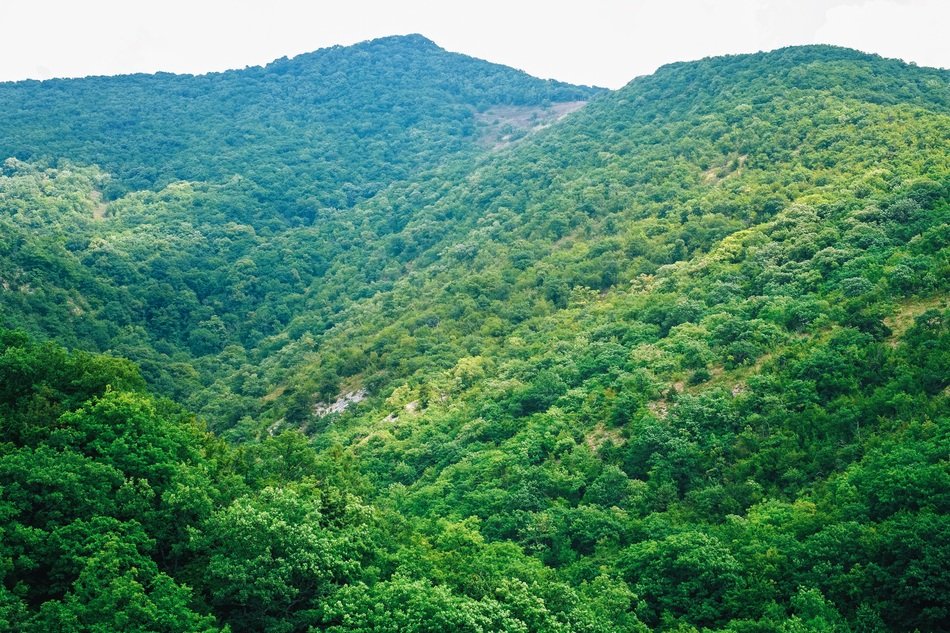 mountains with green trees in summer