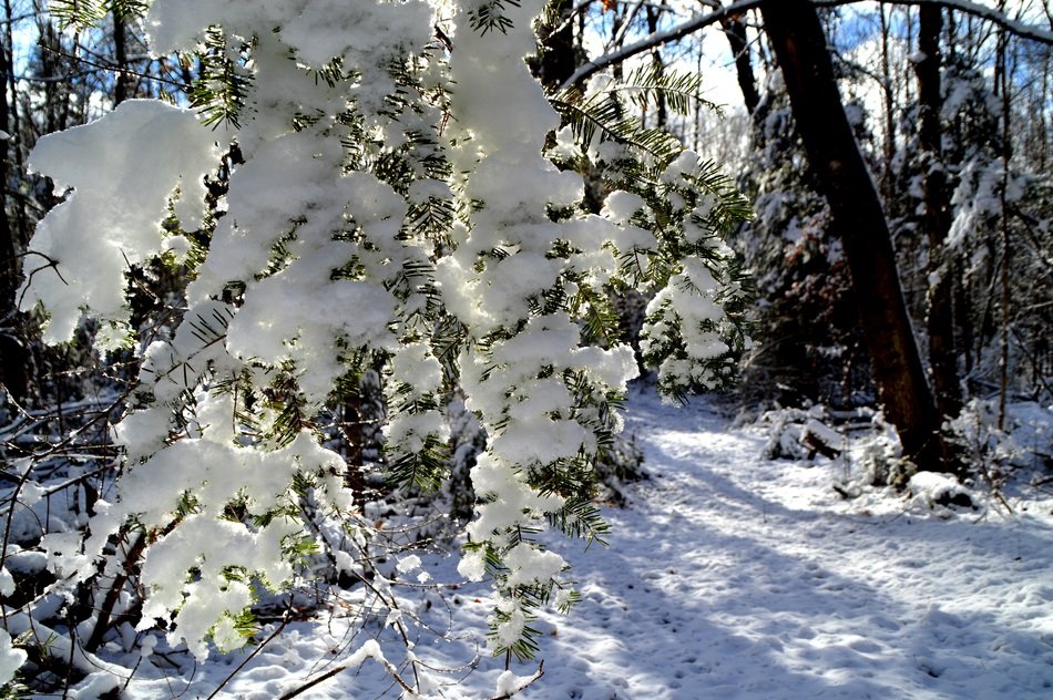 Snow on a tree in a forest