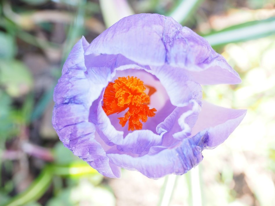 splendiferous Crocus Stamp