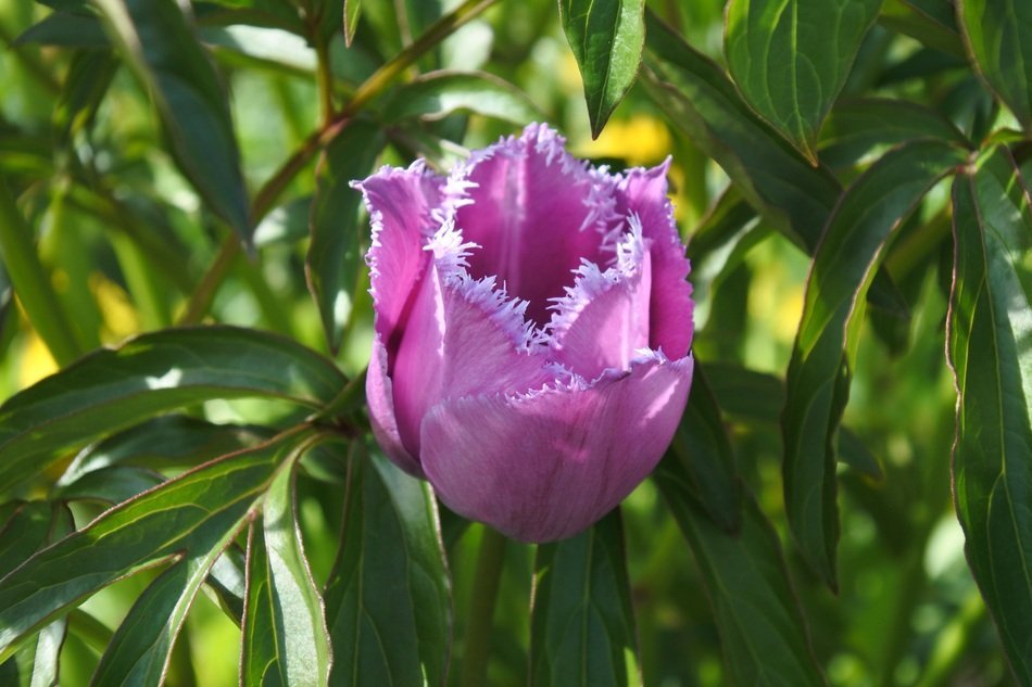 fringed purple tulip