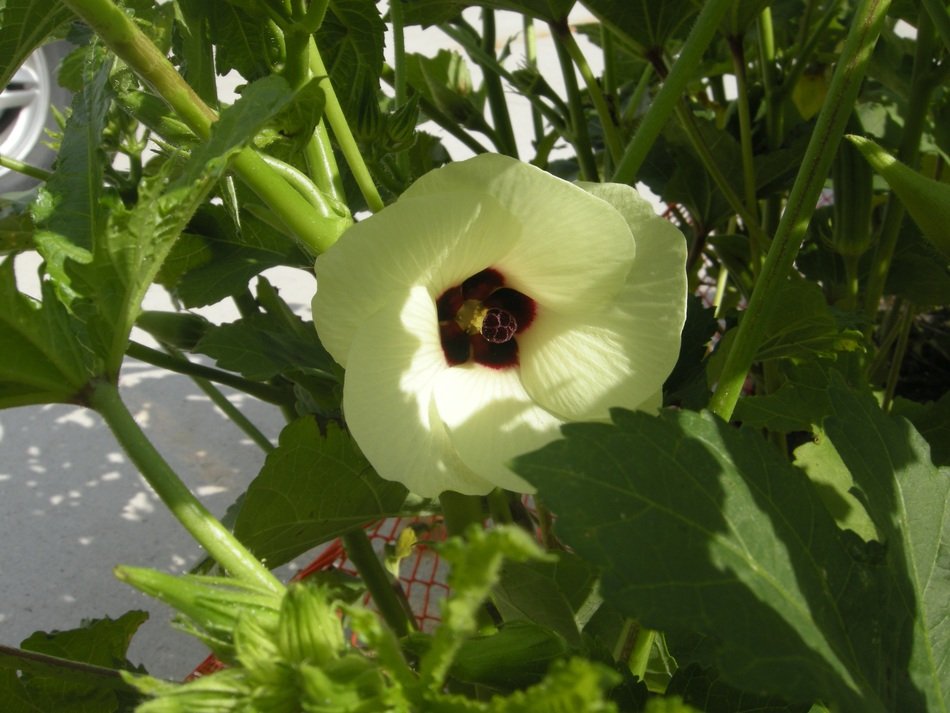 Okra Flower Ladies' Fingers