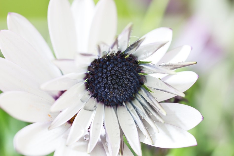 Close-up of the beautiful white marguerite with a black core among other plants