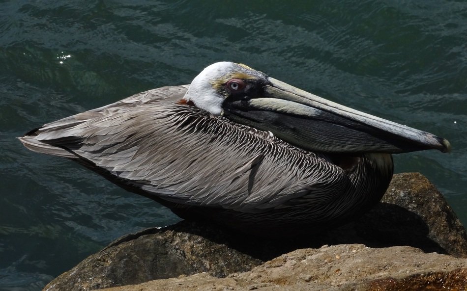 brown pelican in the ocean