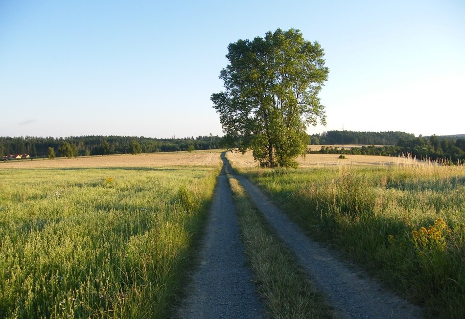 Path Field Tree Peace Heaven
