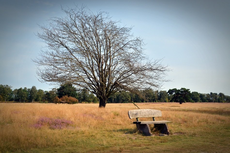 lonely bench on the autumn field