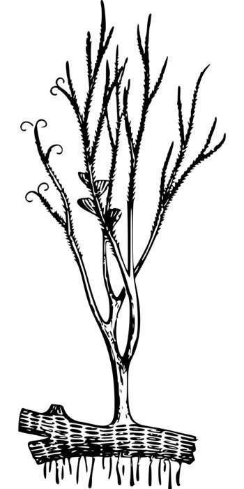 clipart of Black and white Devonian fossil
