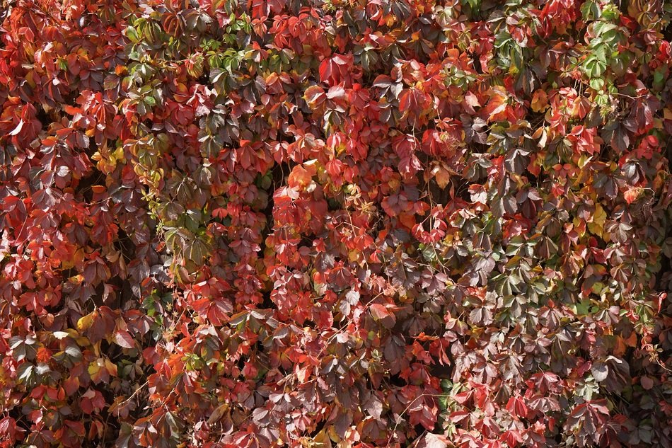 Zhangye flower