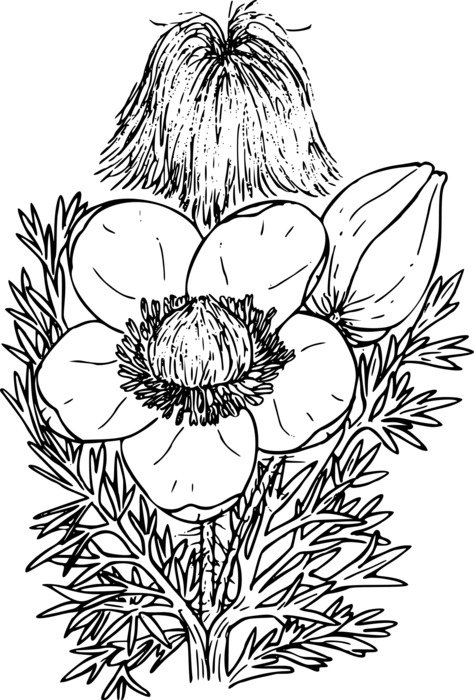 black and white graphic image of a poppy bush