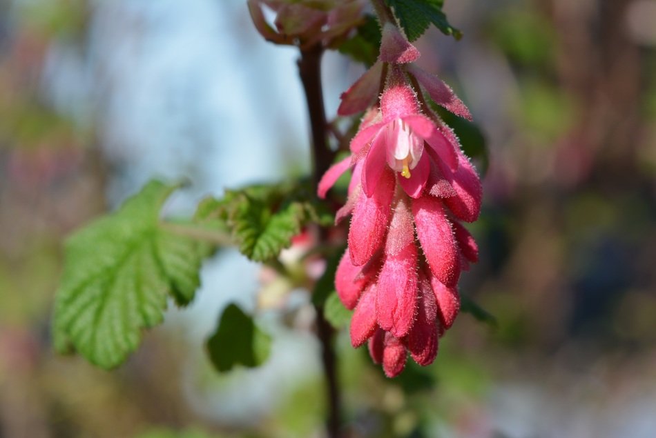 pink false currant flower