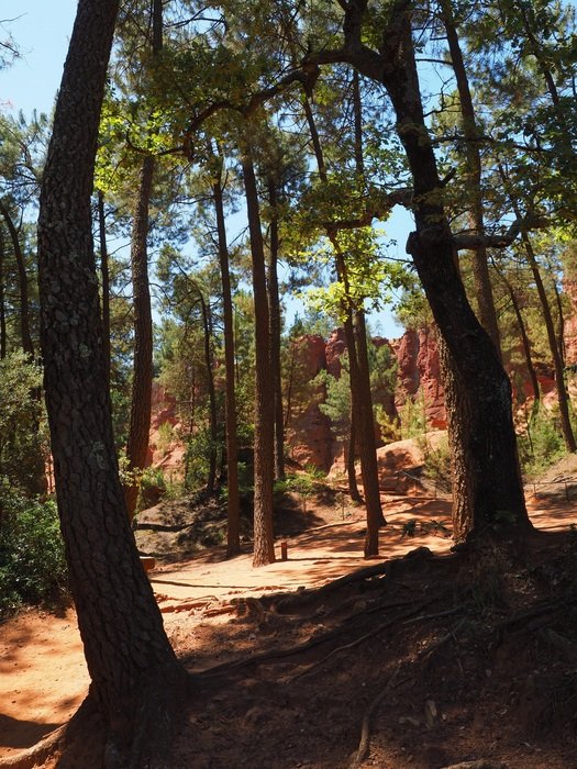 Pine Forest Pine Forest