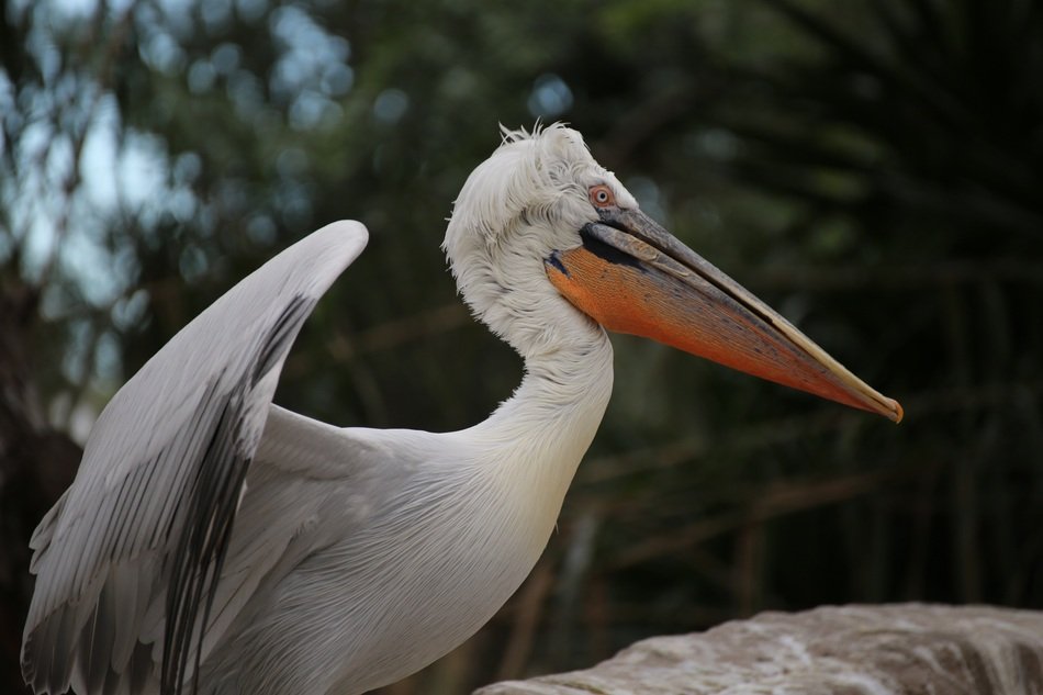 pelican at the zoo on a blurred background