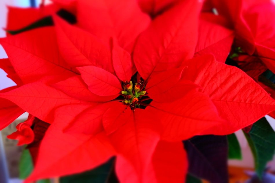 Poinsettia Plant Blossom Bloom