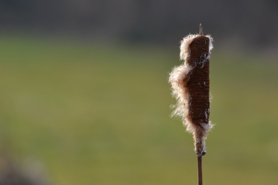 Close-up of the Blade of the cattail at blurred background with grass